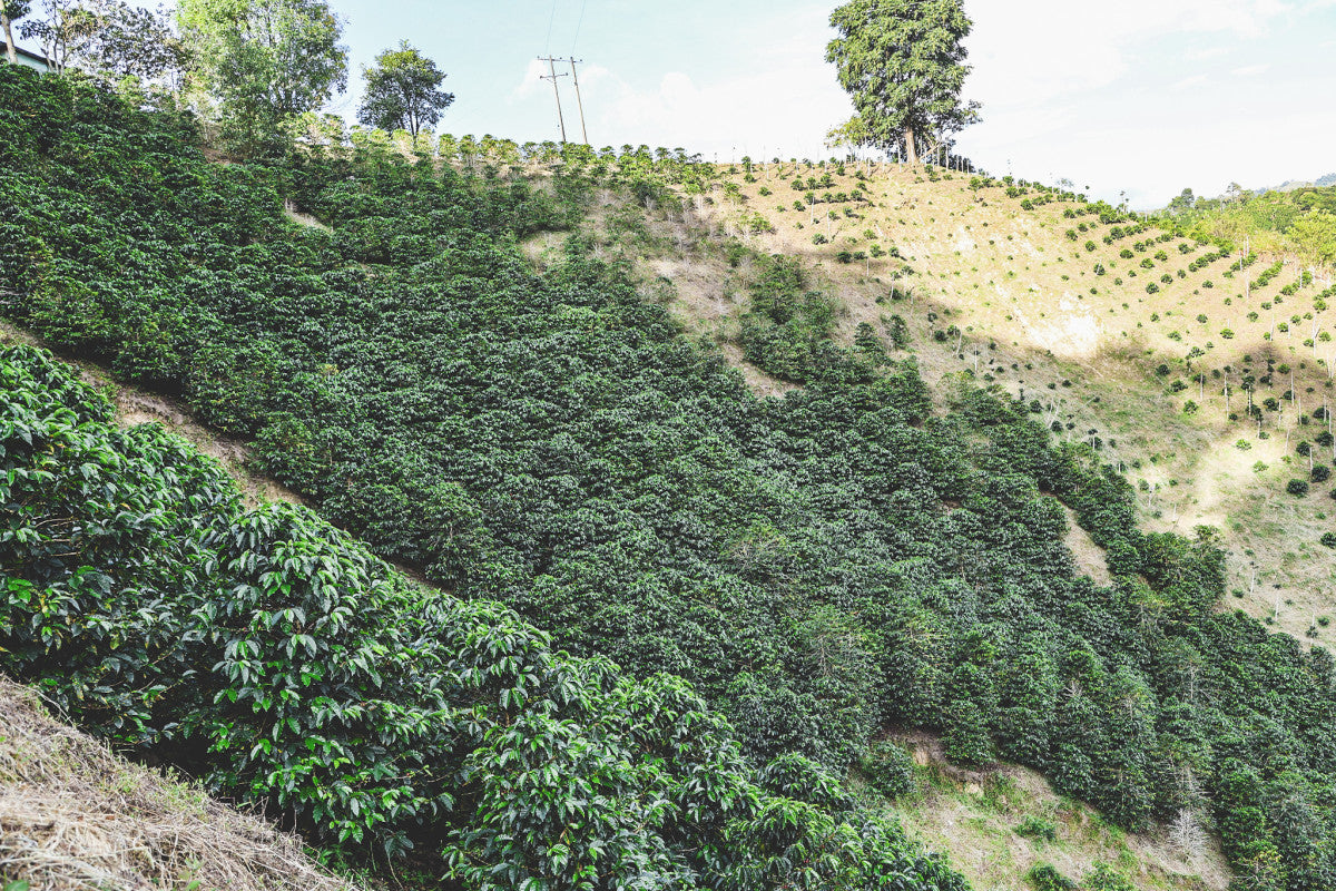 Finca El Espejo